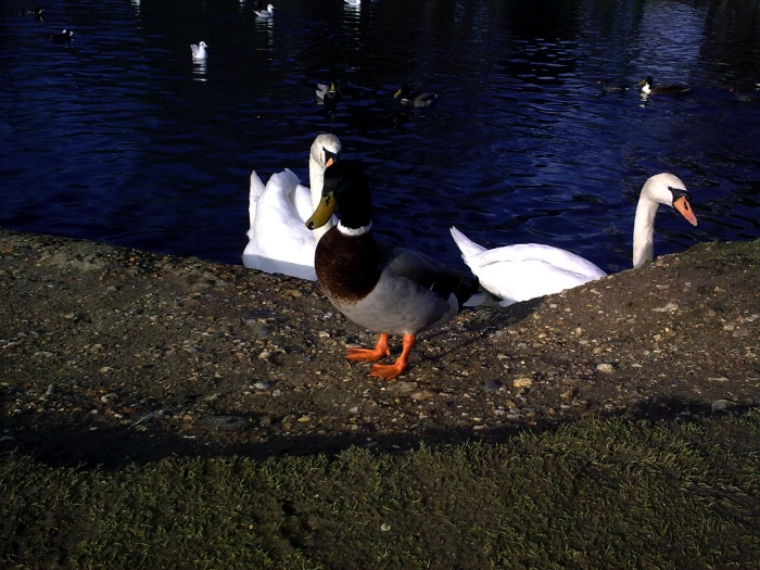 Photo example from the Nokia 5800 XpressMusic - click to enlarge or download
