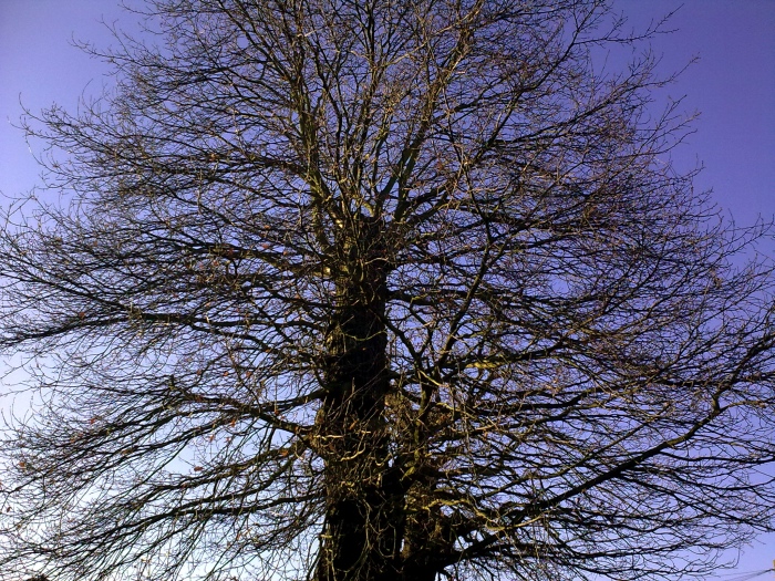 Photo example from the Nokia 5800 XpressMusic - click to enlarge or download