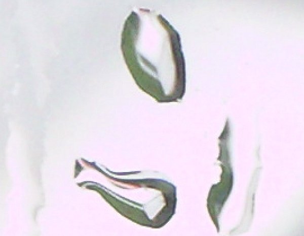Megapixel Microscopy example