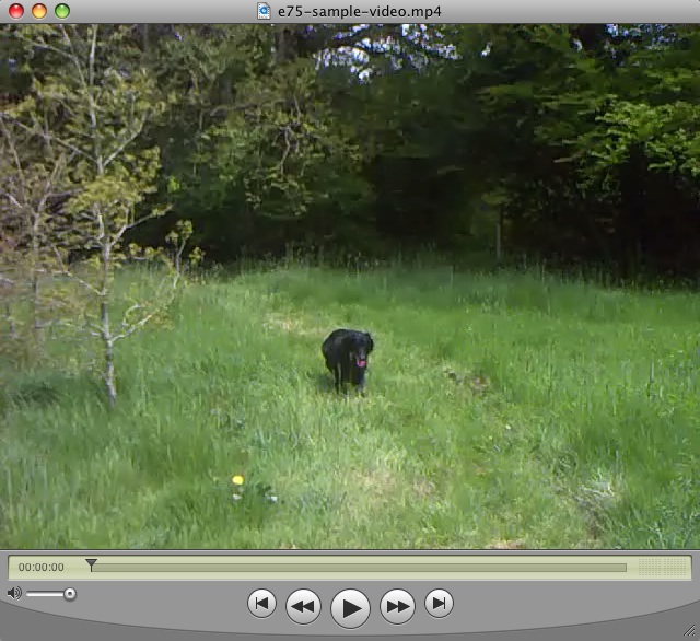 Video sample