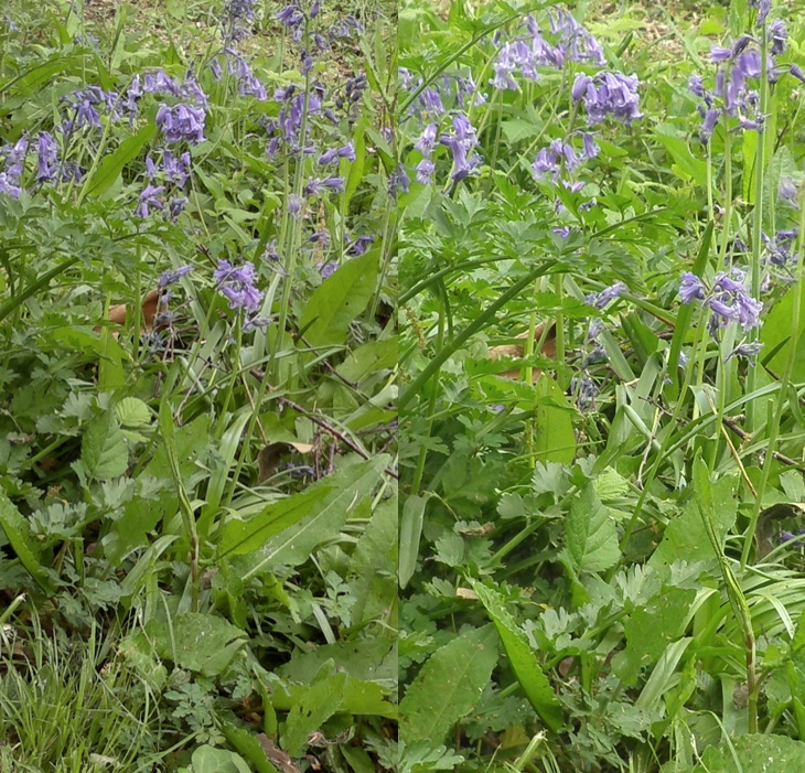 Cropped images, E7 vs Olympus