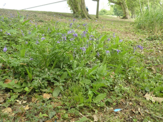 Typical flowers scene