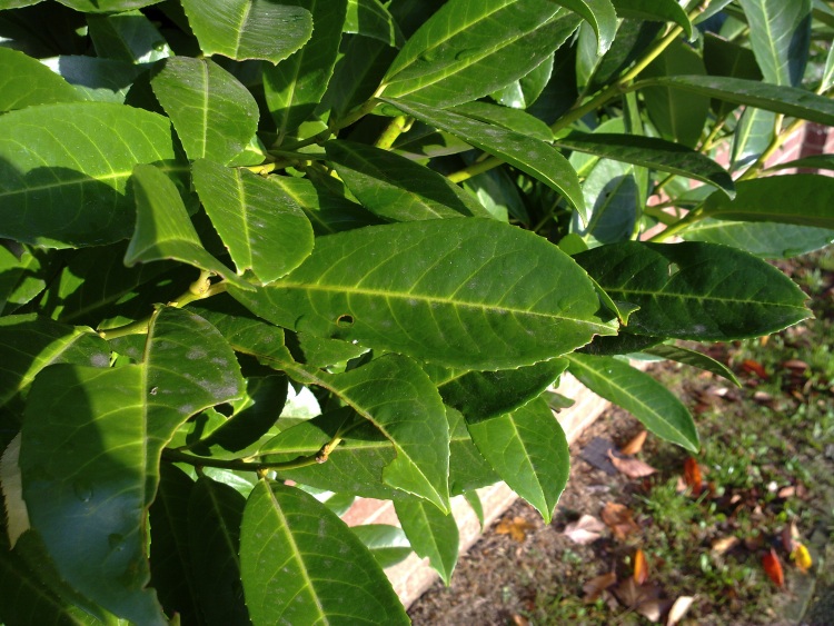 N86 photo sample 1