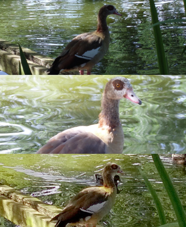 Crop comparison