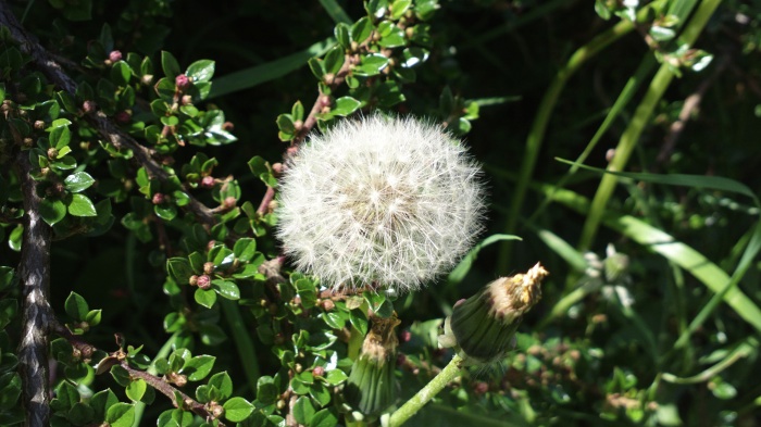Dandelion scene