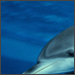 TheSpecialBoy's Avatar
