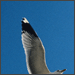 ashaas's Avatar