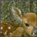 DonX's Avatar