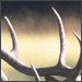 ouq77's Avatar