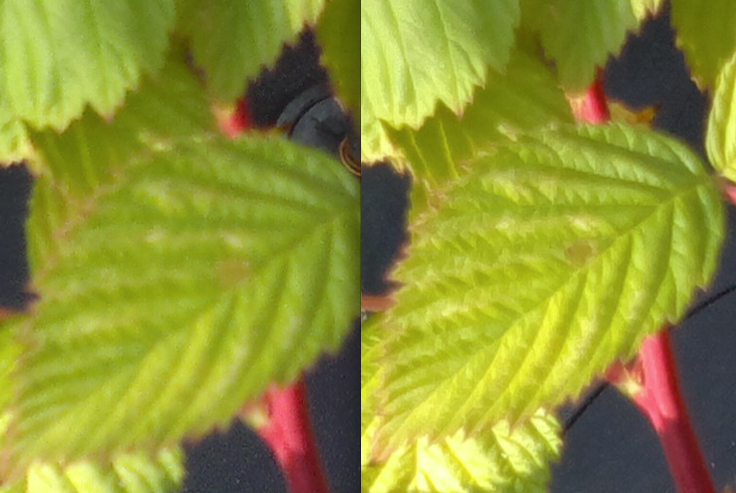 C7 vs 701, leaves