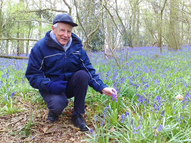 Bluebells