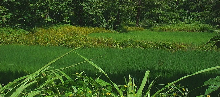 Green fields