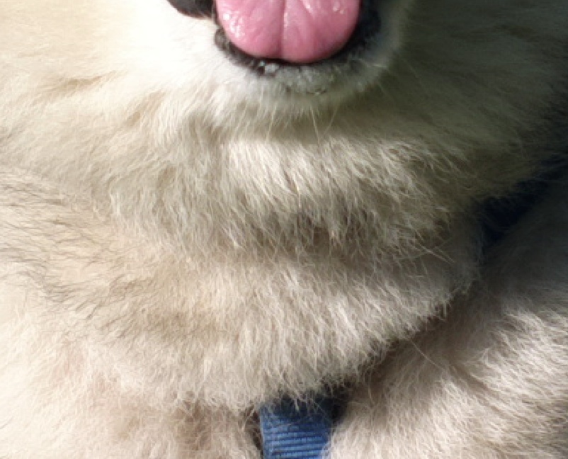 Crop