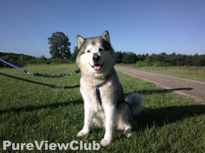 808 snapped husky