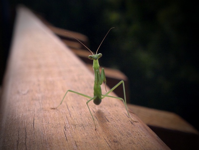 Mantis
