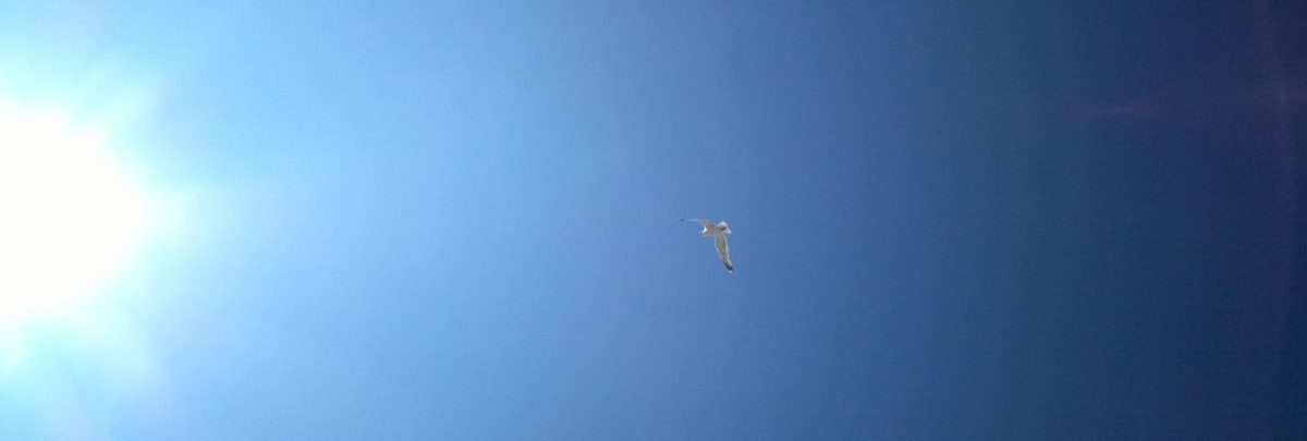 Arty gull sky shot