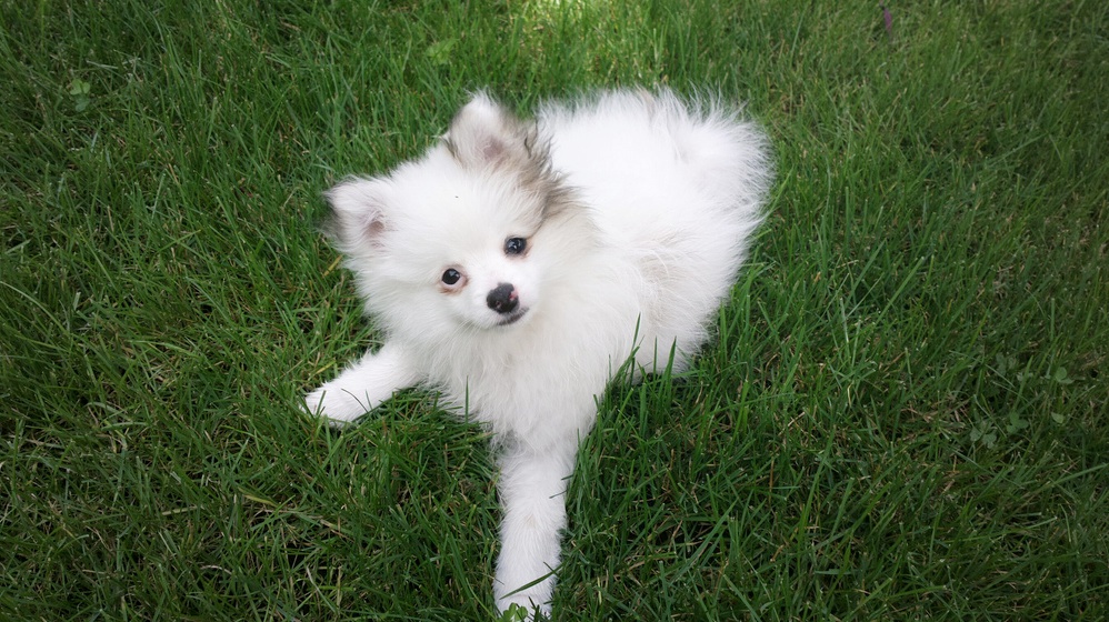 Puppy