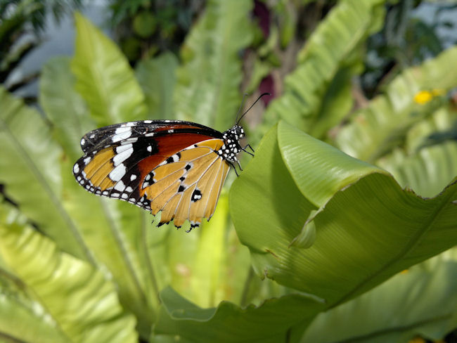 N8 Photo Sample