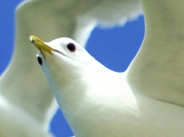 Crop