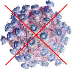 Virus - not allowed