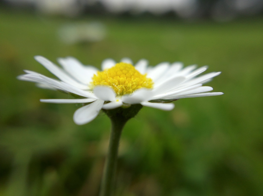 Example macro photo
