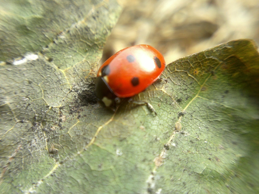 Example macro photo