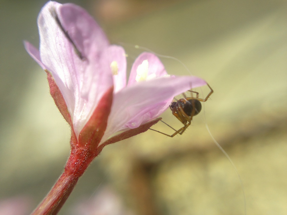 Example macro photo
