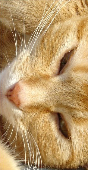 cat comparison