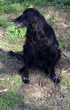 Comparison Dog