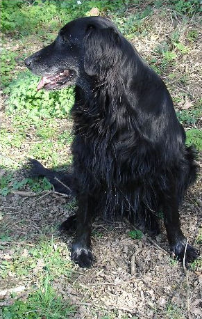 Dog 2