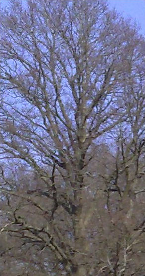 Tree comp