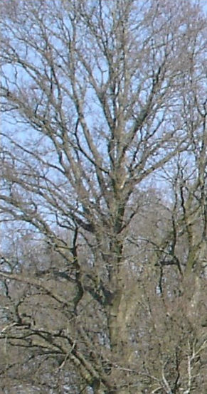 Tree comp