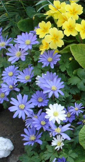 Flowers Comp