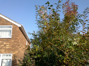 Example EDoF photo from Nokia 701, click to download or enlarge